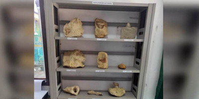  Museum Sri Asih Pakidulan Koleksi 500 Fosil Hewan Laut Purba