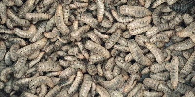 Asyik Berternak Lalat Serdadu Hitam