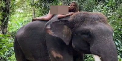 Model Cantik Pose Tanpa Busana di Punggung Gajah, Begini Hasil Pemeriksaan Polisi Bali