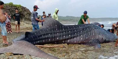 Terdampar di Pantai Batu Nunggul, Hiu Tutul Raksasa Jadi Tontonan