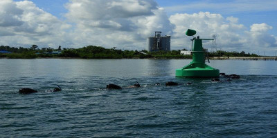 Asah Kemampuan Aspek Laut, Yontaifib 3 Marinir Pasmar 3 Gelar Latihan Renang Laut