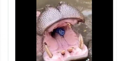 Begini Kondisi Kuda Nil yang Dilempar Botol Plastik ke Mulutnya 
