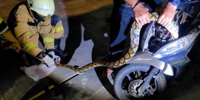 Ular Sanca 2,5 Meter Dievakuasi dari Bodi Motor