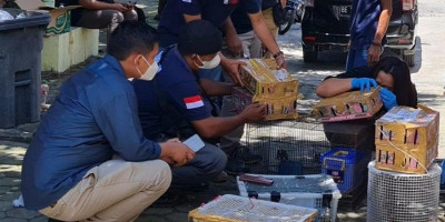 135 Ekor Burung Dilindungi Disita di Pelabuhan Bakauheni Lampung 