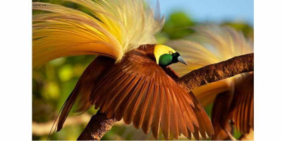 Indahnya Burung Cenderawasih 