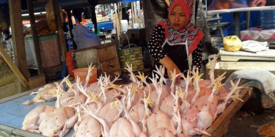 Harga Ayam Potong Sudah Rp61 Ribu dan Terus Naik Jelang Ramadan