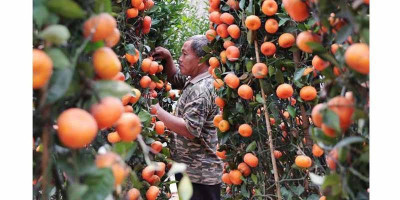 Banjiri Pasar dan Rugikan Petani, Pemerintah Harus Hentikan Impor Jeruk