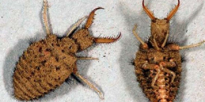 Larva Paling Horror