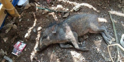 Babi Ngepet di Depok Diincar Warga Sejak Lama, Warga yang Menangkap Harus Telanjang  