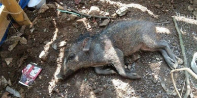 Fenomena Babi Ngepet di Depok, Kemenag Merespons Begini 