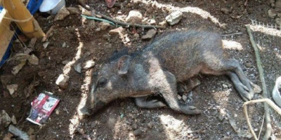 Kuburan Babi Ngepet di Depok Dipindahkan Polisi, Ini Alasannya
