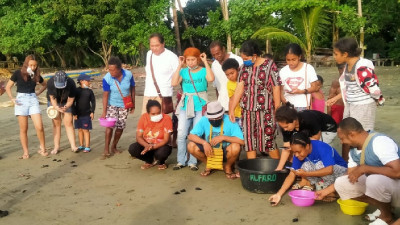 Sekda Nabire Lepas 193 Ekor Tukik Kembali Ke Habitat