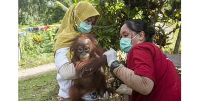 Fakultas Kehutanan UGM Ungkap Sejumlah Satwa Terancam Punah di Alam Liar