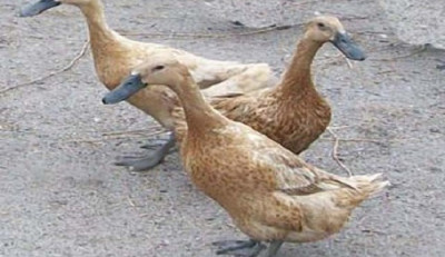 Pengadaan Bebek di Aceh Tenggara Diduga Dikorupsi, Kerugian Capai Rp3 Miliar