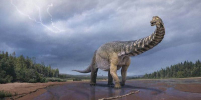 Australotitan, Dinosaurus Terbesar dari Australia
