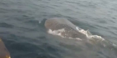 Heboh, Puluhan Hiu Tutul Muncul di Perairan Muara Gembong