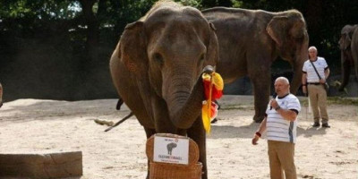 Euro 2020: Prediksi Gajah Ini Selalu Benar, Bagaimana dengan Jerman vs Inggris?
