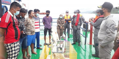 Kamla Zona Maritim Timur Bakamla RI Amankan 12 Satwa Liar Dilindungi