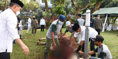 Dankormar Pimpin Langsung Penyembelihan Hewan Qurban