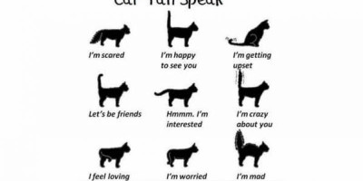 Yuk Belajar Bahasa Kucing !