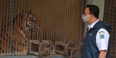 Anies Jenguk Hari dan Tino, Harimau Sumatra yang Terpapar Corona