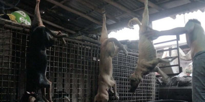Pasar di Jakarta Diduga Jual Daging Anjing, Begini Respons Wagub DKI
