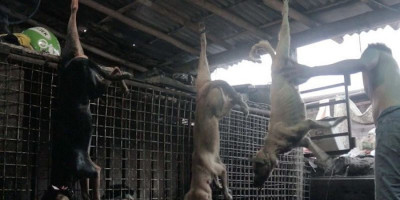 PD Pasar Jaya Akhirnya Mengaku, Ada Penjualan Daging Anjing di Pasar Senen