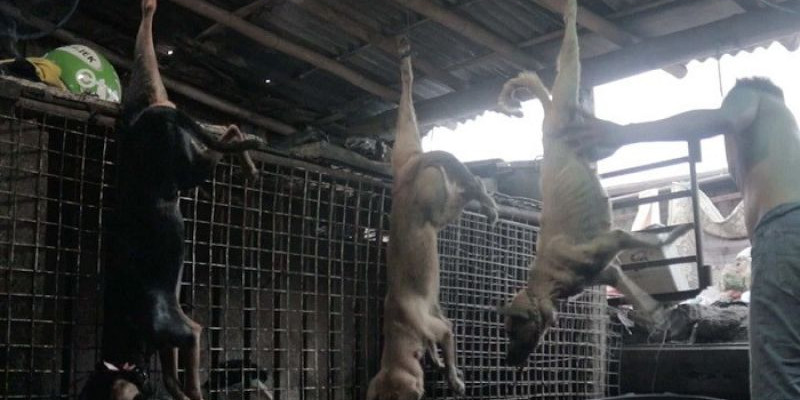 Pedagang yang Jual Daging Anjing di Pasar Senen Akhirnya Disanksi 