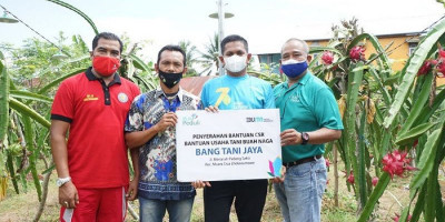 Gunakan Listrik untuk Rekayasa Sinar Matahari, Hasil Panen Petani Buah Naga Naik 2,5 Kali Lipat