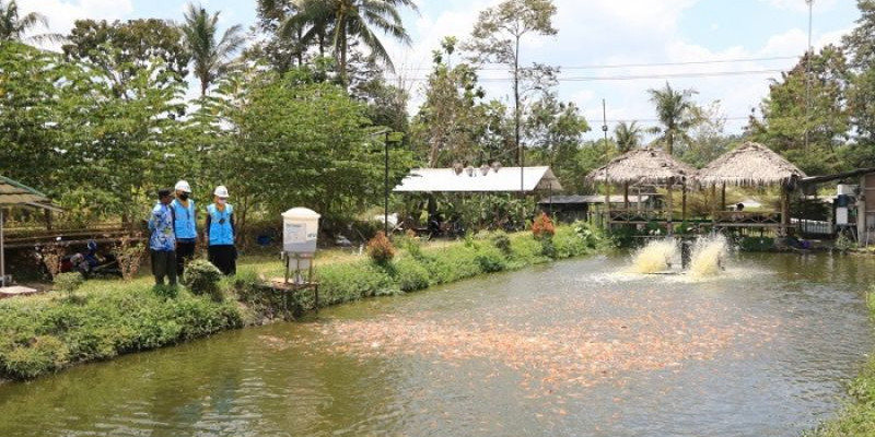 Electrifying Agriculture PLN Berhasil Dongkrak Produktivitas Budidaya Ikan Nila di Kalasan 
