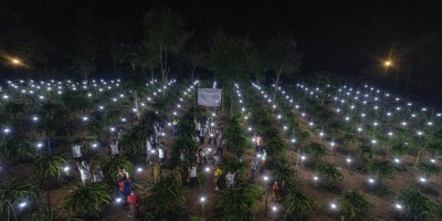 Aksi PLN Peduli Hadirkan Terang dan Produktivitas Petani Buah Naga di Desa Terpencil NTT 