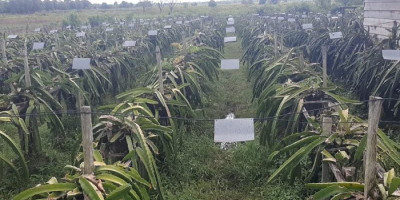 Berkah Listrik PLN di Kebun Buah Naga, Omzet Petani Pulau Seram Naik 150 Persen 