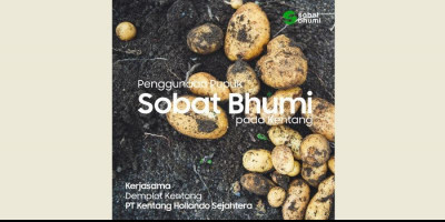 Langkah Strategis Sobat Bhumi Meningkatan Produksi Benih Kentang di PT Kenhose