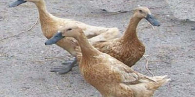 Korupsi Bebek Rp12,9 Miliar, 4 Orang Jadi Tersangka
