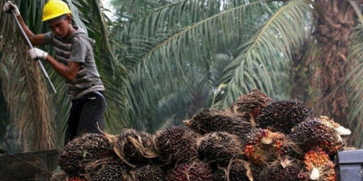 Harga Tandan Buah Segar Kelapa Sawit Naik Lagi, Ini Rinciannya
