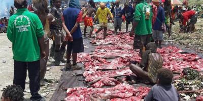 Wujud Rasa Syukur Pentasbihan 3 Imam, Ribuan Warga Intan Jaya Pesta Bakar Batu