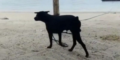 Bupati Aceh Singkil Tak Terima Anjing Canon Mati Viral, Minta Semua Pihak Baca Aturan