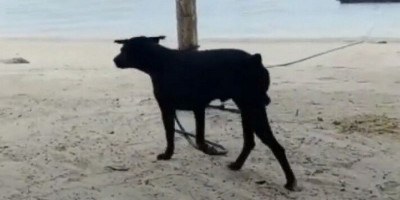 Anjing Canon Mati Terkait Wisata Halal, Menparekraf Sandiaga Uno Bilang Begini