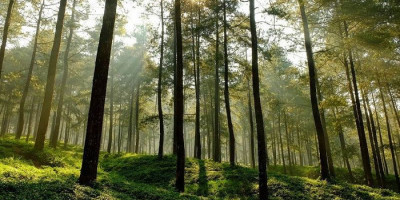 Menikmati Kesejukan di Antara Pepohonan Kaki Gunung Slamet di Hutan Pinus Limpakuwus 