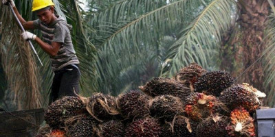 Harga Tandan Buah Segar, CPO dan Inti Sawit Kembali Naik Signifikan