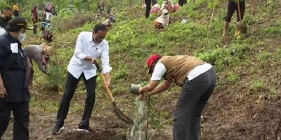 Tanam Pohon Kayu Putih di Gunung Pepe, Jokowi Sampaikan Pesan Langsung ke Masyarakat