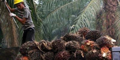 Naik Lagi, Ini Daftar Harga Kelapa Sawit Terbaru