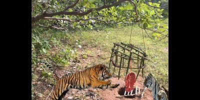 Membangkitkan Macan Tidur 