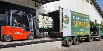 10 Ton Benih Padi Ekspor Indonesia Tiba di Brunei Darussalam