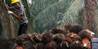 Harga Kelapa Sawit Terus Naik, Ini Penyebabnya