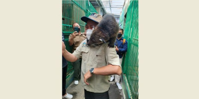 Upaya Pelestarian Satwa Langka Binturong di Sleman 