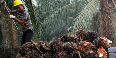Bawa Dampak Negatif, Pengusaha Kelapa Sawit Minta Jokowi Evaluasi Larangan Ekspor CPO