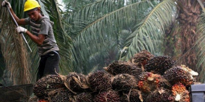 Larangan Ekspor CPO dan Minyak Goreng Diprediksi Tak Akan Lama, Ini Sebabnya