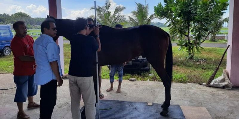 Latber Pacuan Kuda Seri II Triple Crown tetap 21 Mei di Pangandaran