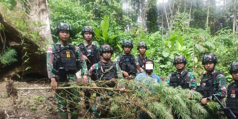 Satgas Pamtas Yonif 126/KC Temukan Ladang Ganja di Perbatasan Papua